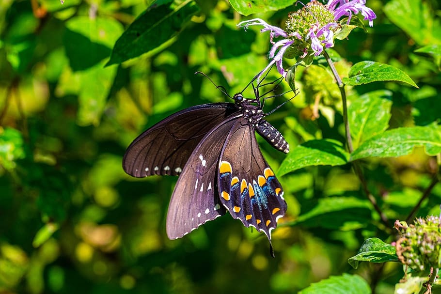 Butterfly Garden