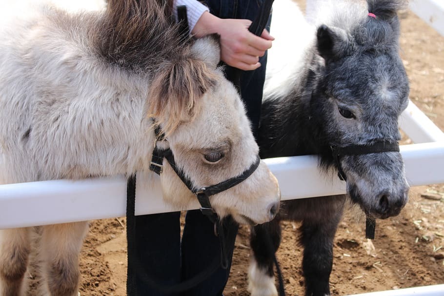Farmer’s Market Petting Farm