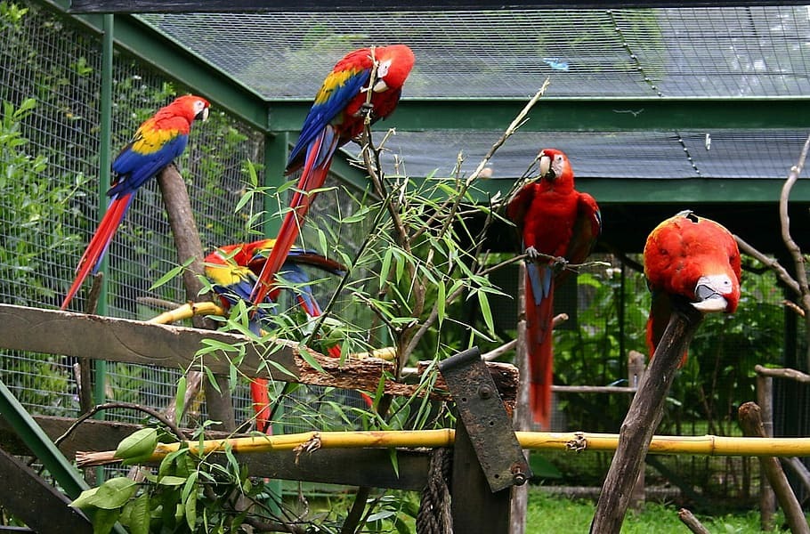 Bird Enclosure