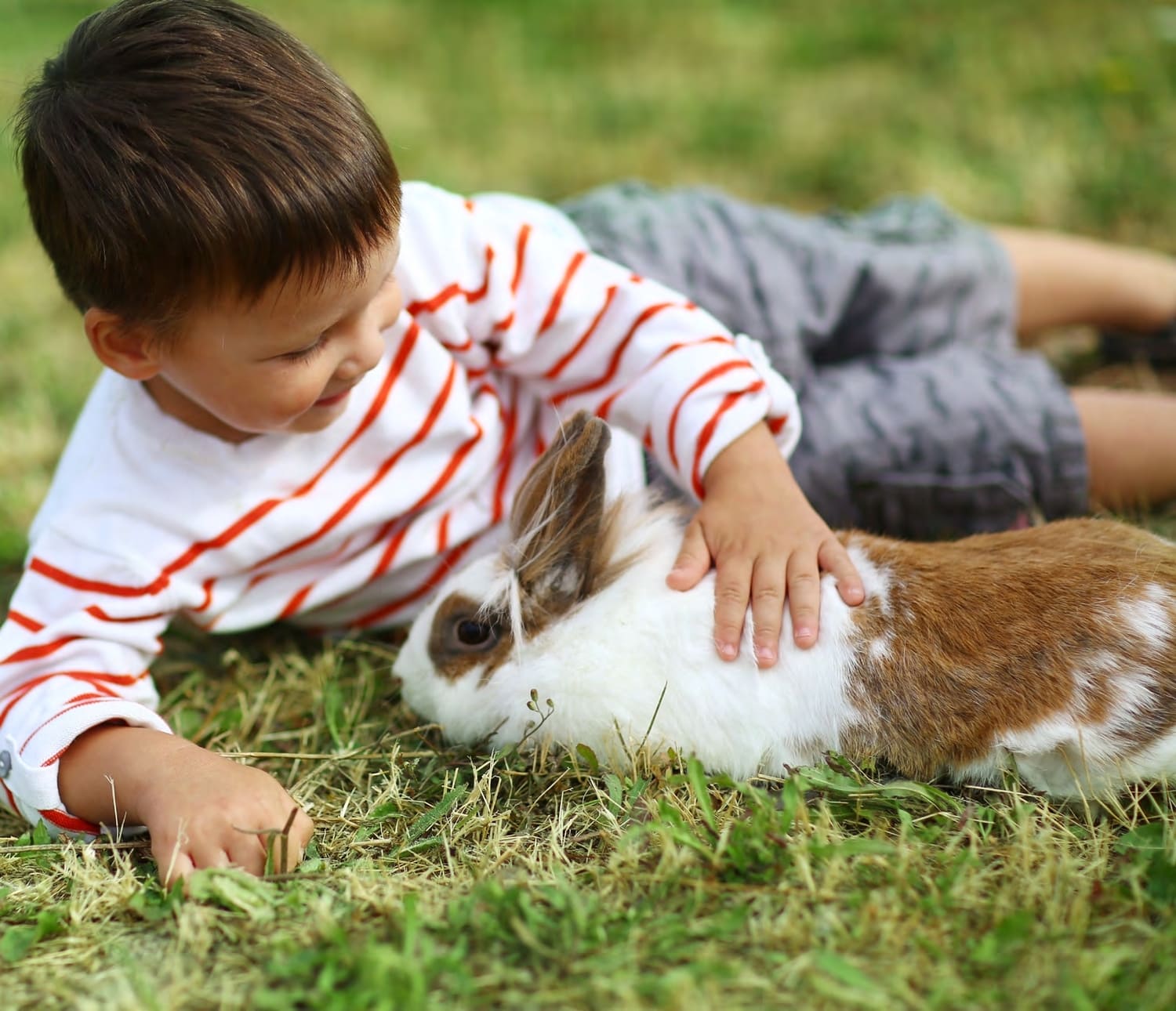 Farmer’s Market Petting Farm