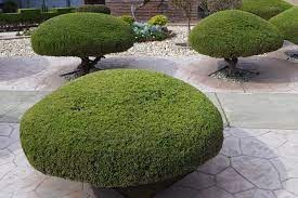 Manicured landscaping